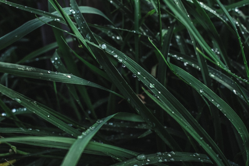 close-up, wet grass, purity, dewdrops, full frame, texture, water, plant, freshness, plant part, rainy season, raindrop, dark green, outdoors, drop, no people