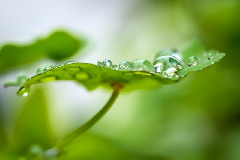 small, 1080P, Nikkor, summer, drops, environment, raindrop, drop, freshness, green Color, rain, close-up, D  Green, nature, AF, green, 105mm, water, Green leaf