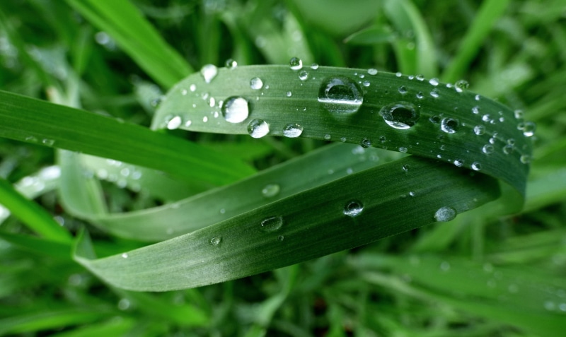 raindrop, shallow, shallow focus, macro, close-up, grasses, Grün, 1080P, plant, focus, leaf, Halme, wet, green Color, green, drops, nature, freshness