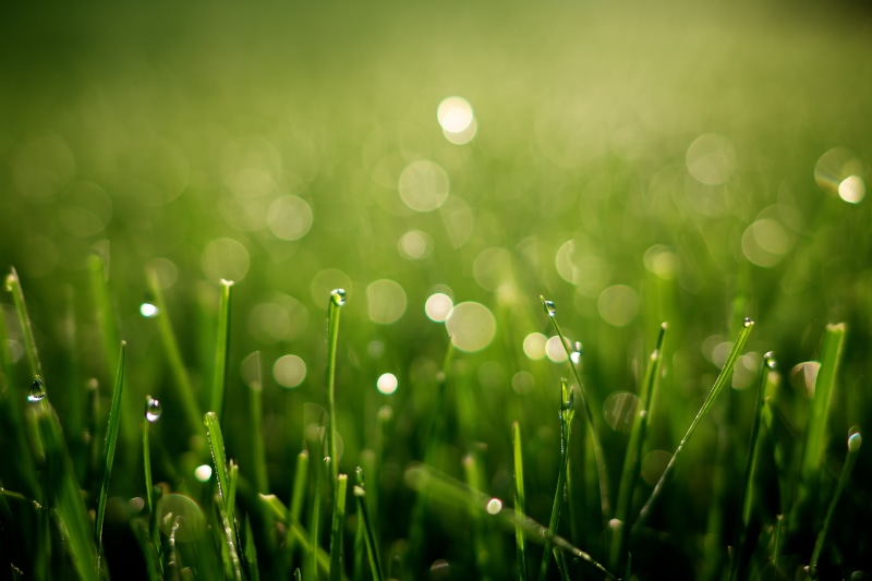 grass, field, Morning Dew, environment, green, green Color, freshness, green grass, 4K, wet, close-up, summer, springtime, photography, macro photography