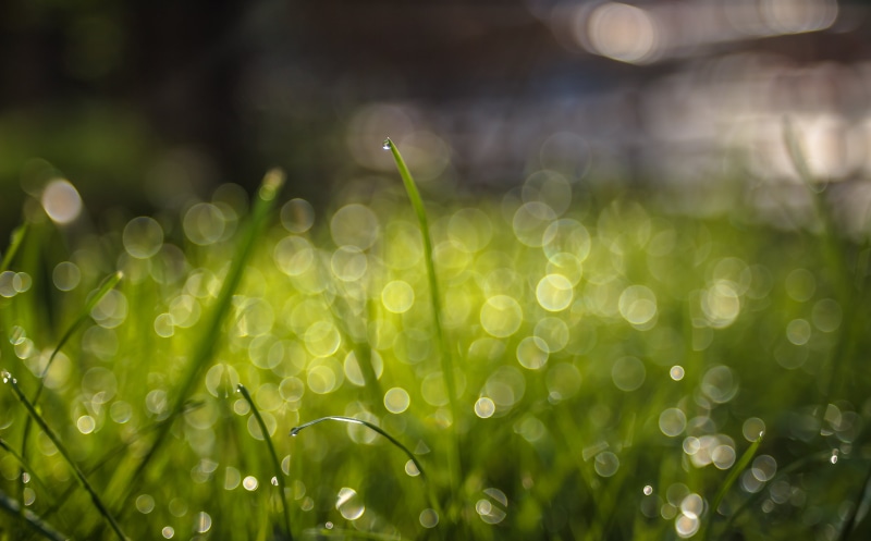 leaf, wet, summer, environment, raindrop, springtime, Bokeh, green Color, blurred, green grass, helios, freshness, romania, green, backgrounds, sorin, plant