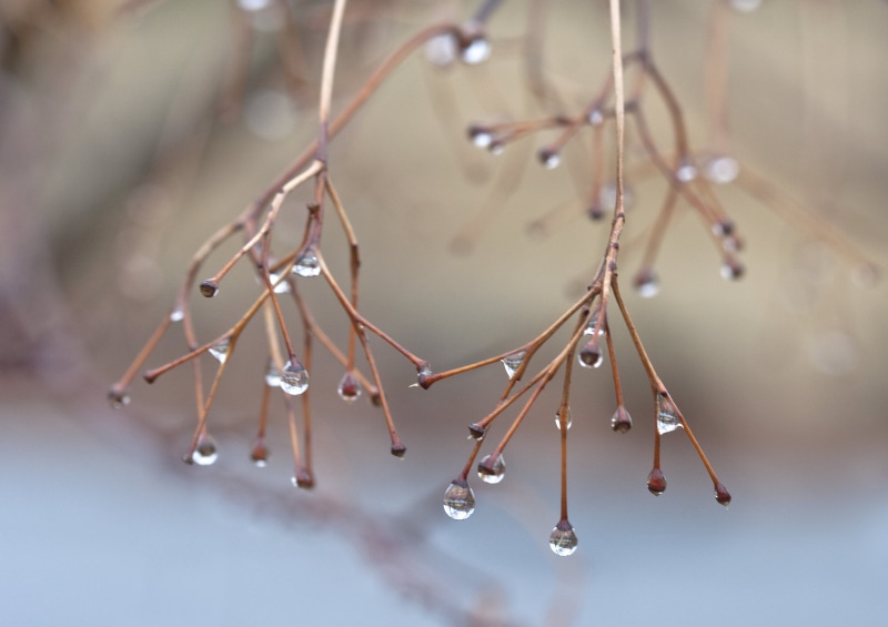 clear, momiji, plants, 2K, rain, drops, droplets, raindrops, close-up, branches, bokeh, liquid