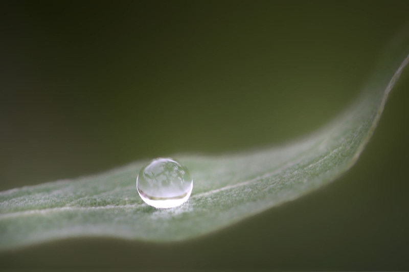 water, 720P, macro, water drop, Canon 40D, raindrop, close-up, green, nature, freshness, drop, photography, leaf, dew, wet, water  drop, micro, Explore