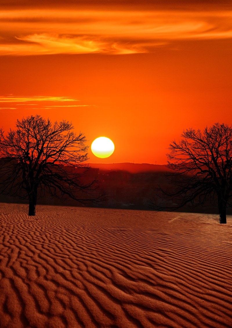 no people, bare tree, backlit, sand, tranquility, nature, arid climate, arid, outdoors, sky, landscape, climate, scenics - nature, scenic, sunlight, evening