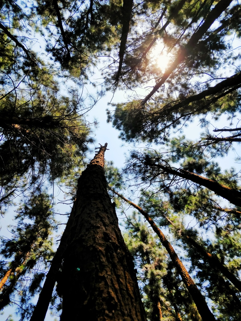 sequoia, directly below, sky, lens flare, beauty in nature, nature, pine, leaf, environment, 4K, season, flora, land, landscape, tree, sun, day, summer