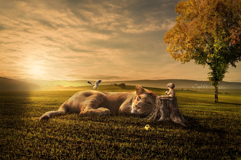 green, domestic animals, domestic, nature, farmland, cloud - sky, lying, meadow, dusk, sitting, no people, ball, tree stump, 5K, sleeping lioness, guarding