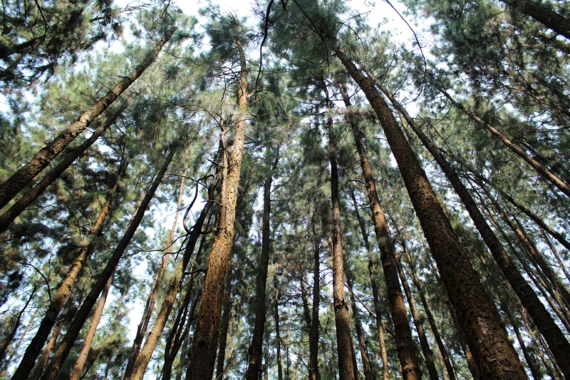 forest, summer, plant, kerala, bamboo - plant, vagamon, landscape, fair weather, tree canopy, conifer, sequoia, nature, natural, sunlight, beauty in nature