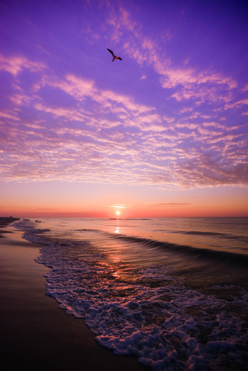 evening, vertebrate, beauty in nature, light, cloud - sky, beach, landscape, animal themes, seashore, animal, dawn, tranquil scene, horizon over water