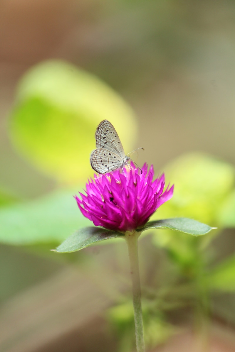 flower, animal wing, wild, wildlife, flower head, one animal, magenta, biology, macro, wing, animal themes, freshness, butterfly - insect, flora, petal