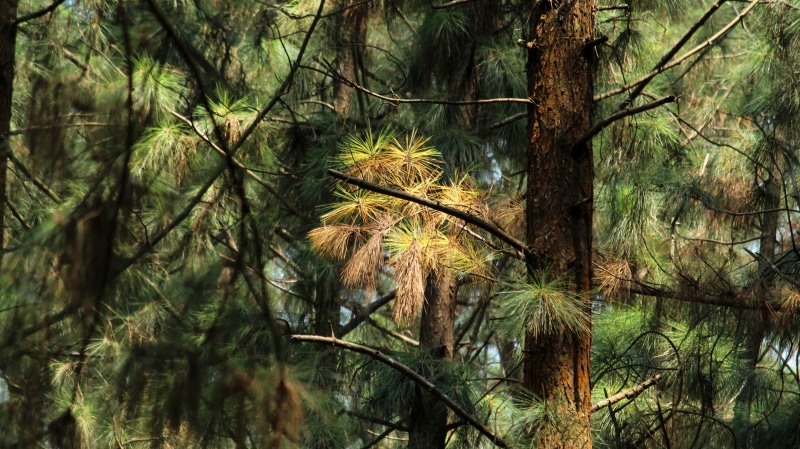 beauty in nature, green, leaf, idukki, natural, redwood, plant part, land, evergreen, kerala, growth, tranquility, forest, plant, sunlight, 4K, day, woodland