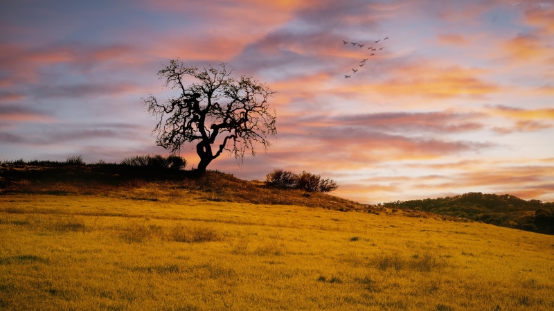 landscape, growth, no people, nature, 4K, field, non-urban scene, outdoors, sky, land, hillside, orange color, tranquil scene, warm, plant, sunset, tree