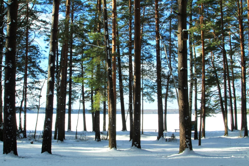 non-urban scene, pine tree, plant, relax, scenery, treelined, sky, nature, environment, lake, snow, cold temperature, beauty in nature, peaceful, wood