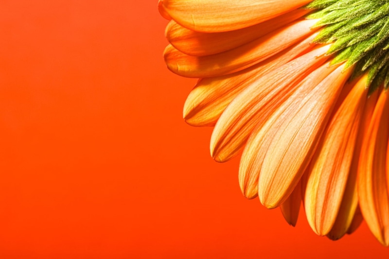 blooming, black, freshness, natural, no people, wellbeing, red, gerbera, small, flower, herbal, nature, color, plant, orange color, background, colored background