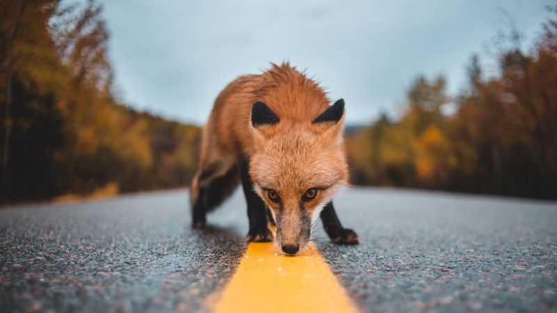 wildlife, mammal, smelling, red fox, fox, snooping, smell, fur, snout, 4K