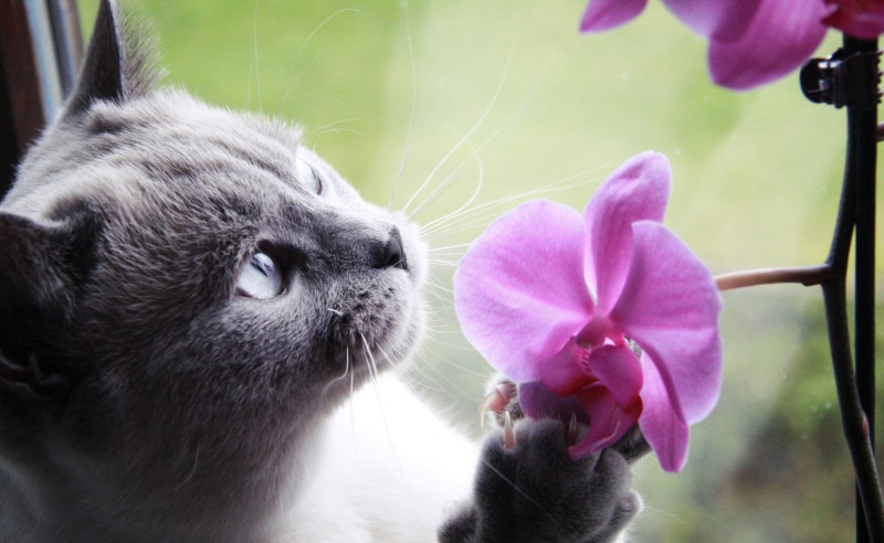 smell, freshness, feline, domestic, one animal, british, cat, beauty in nature, beautiful, flowering plant, Animals, nature, whisker, animal themes, shorthair