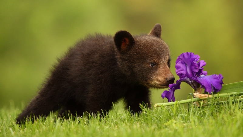 smelling, wildlife, grass, snout, bear, bear cub, 4K, flower, iris