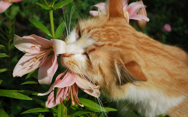 animal, flowers, leaves, smell, plant, like, 1080P, animals, smells, nature