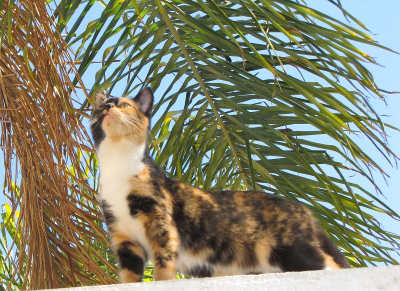 good, smells, calico cat, roof, blue, tri color cat, 1080P, something, animals