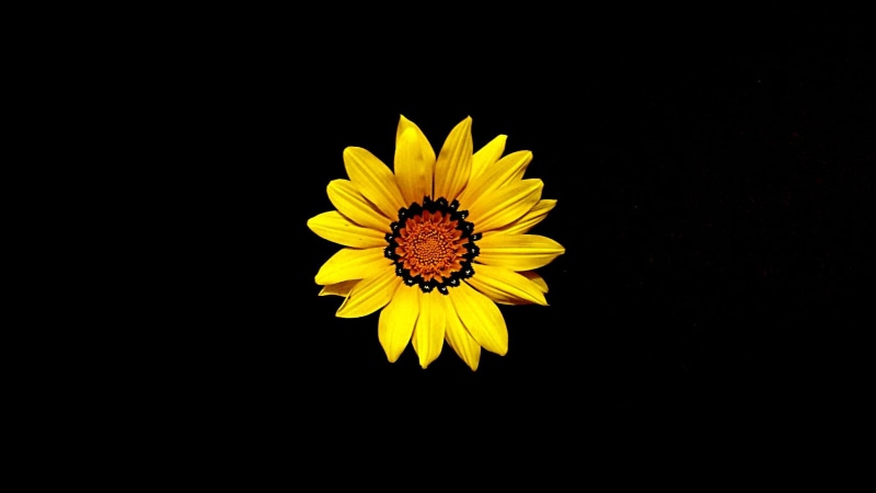 garden, beauty in nature, outdoor, blooming, no people, sunshine, season, flower head, 1080P, black background, mothers, copy space, bloom, fresh, plant