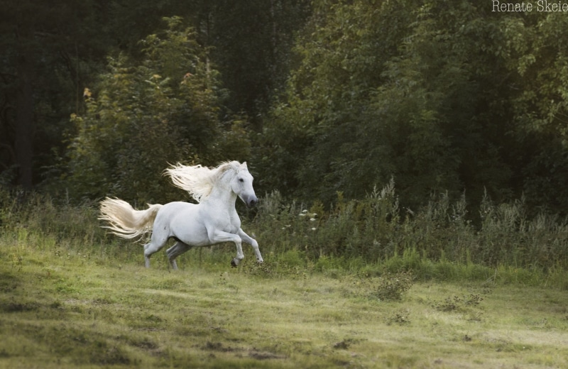 movement, 1080P, meadow, stallion, horse, forest, running, gallop, white, speed, mane, jump