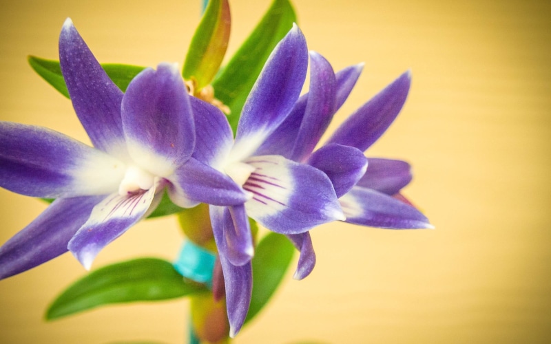 beauty in nature, studio shot, purple flowers, 2K, growth, flowering plant, selective focus, no people, nature, indoors, petal, plants, flower, macro