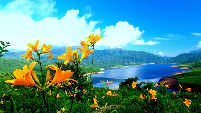 mountainnature, lake, flowers, 4K, lily, landscape, hd, spring, yellow