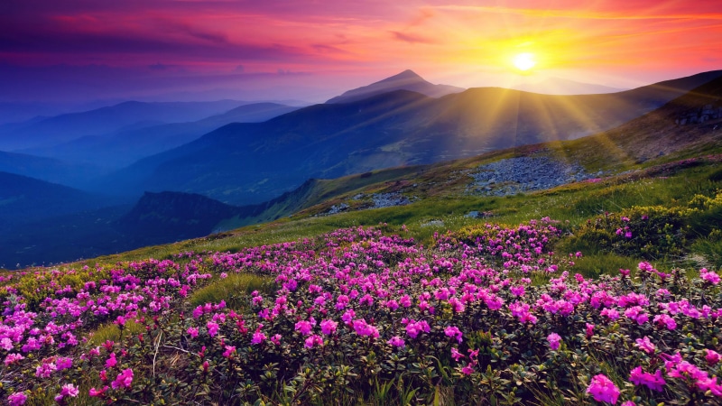 mountains, green, mountain, red, pink, sky, sun, grass, sunset, hd, desktop, meadow, flowers, 4K