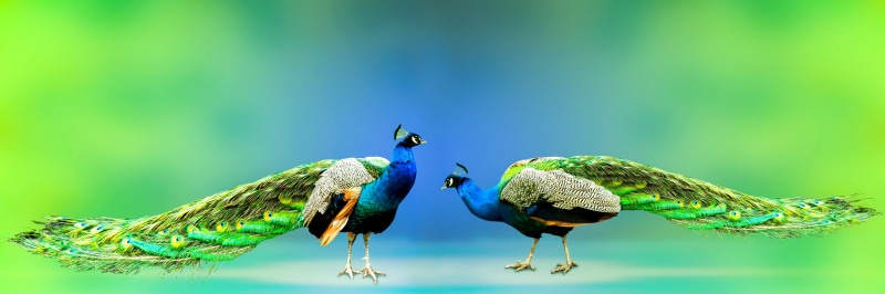 blue background, pride, green color, day, animal world, blue, gorgeous, turquoise, crown, two animals, animal portrait, peacock, colorful, 5K, no people