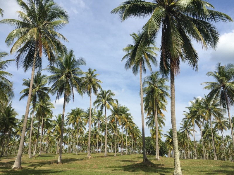 beautiful ensembles, tall - high, 2K, environment, day, the longest streak, agriculture, tropical tree, tree, scenics - nature, nature, growth, land, coconut palm tree