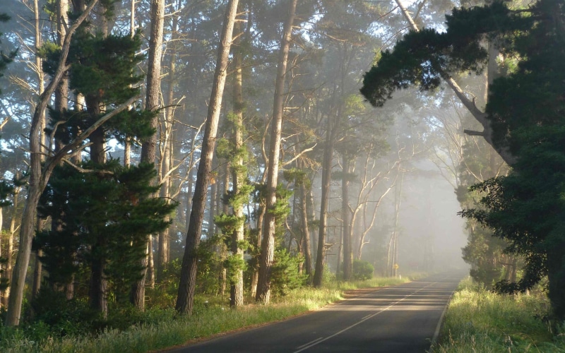 2K, Fog, Morning, Forest, Road