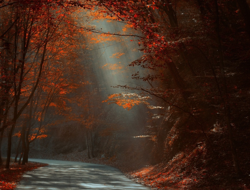 scenics - nature, morning, fog, fall, the way forward, landscape, 1080P, footpath, brown, sun rays, change, trees, sunlight, leaves, road, red, treelined
