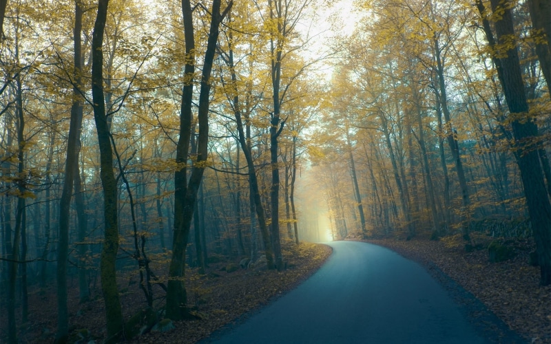 Forest, 1080P, Road, Fog, Morning, Autumn, Trees