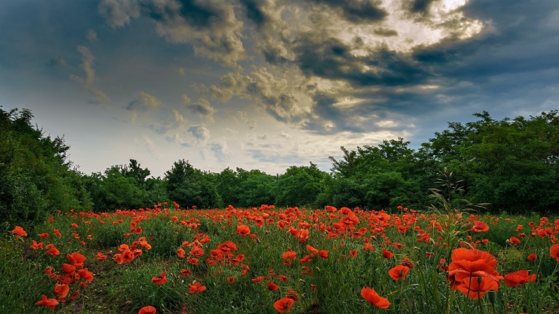 sky, green, flowers, clouds, red flowers, field, blue, 1080P, nature, poppies, red