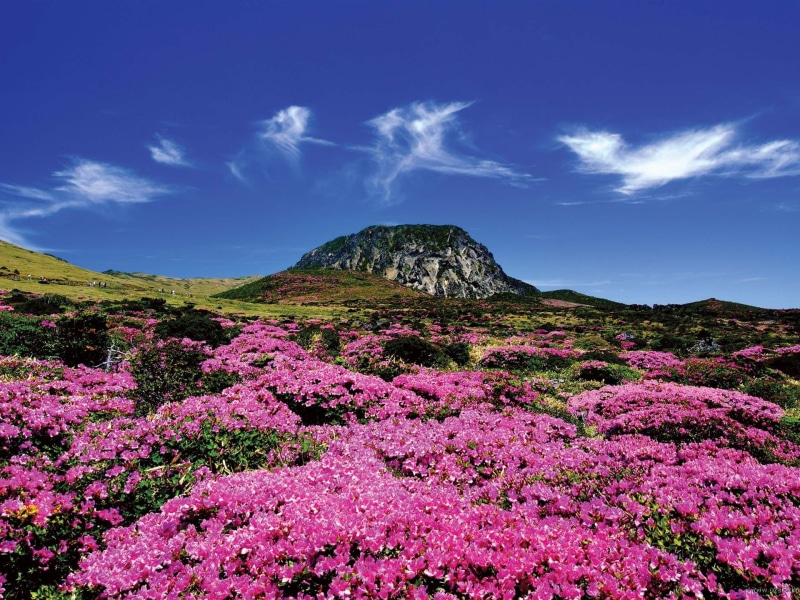 beauty in nature, flowering plant, idyllic, remote, life, outdoors, no people, environment, jeju, non-urban scene, tranquility, korea, nature, blue, pink