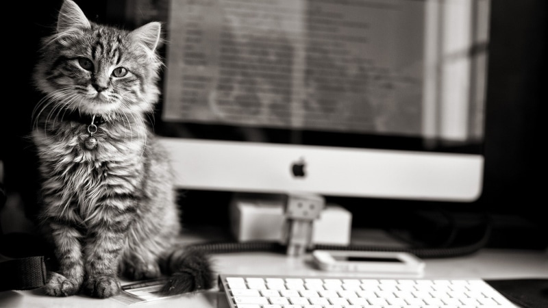 notebook, electronics, personal computer, wireless, device, tv, display, animals, monitor, flat, internet, communications, office, desktop computer, digital computer