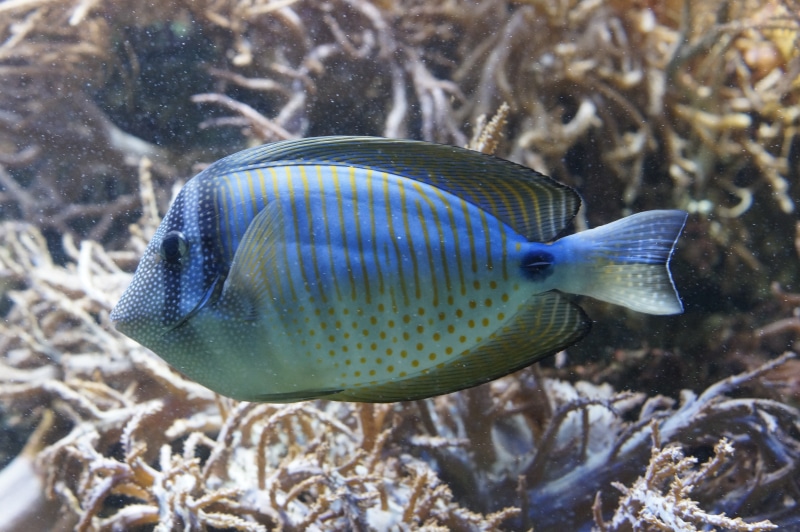 tropical fish-keeping, orange, animal, animal wildlife, aquarium, drawing, teal, ocean, undersea, vertebrate, water, transparent, coral, coral reef, exotic