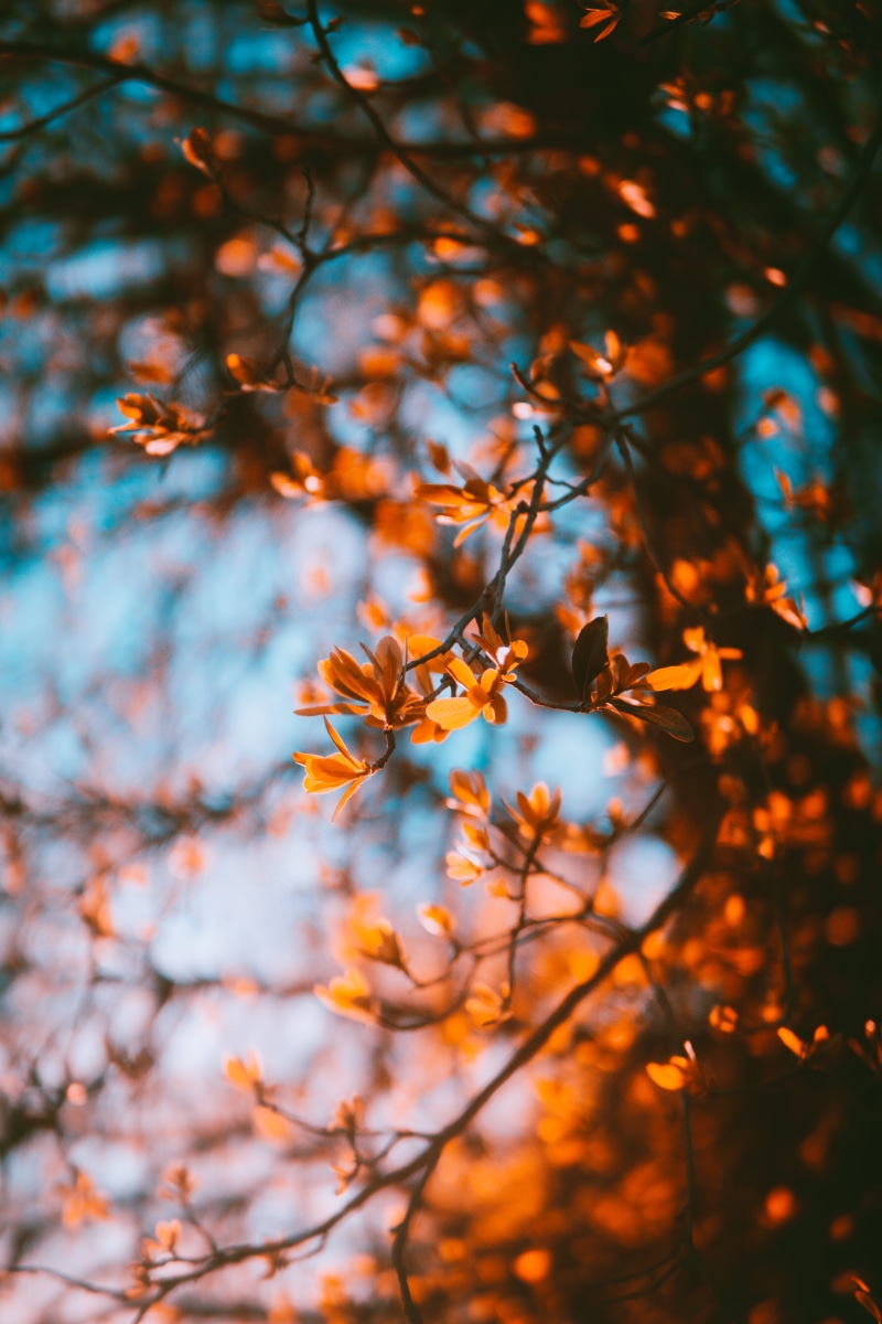 tree, teal, plant, beauty in nature, autumn, vulnerability, color, close-up, change, orange, sunset, brown, no people, flowering plant, nature, selective focus