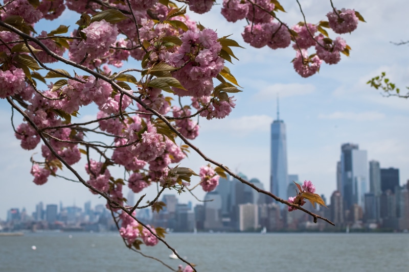 plant, cherry blossom, building, office building exterior, downtown nyc, flower head, architecture, new york, sky, world trade center, pink color, spring