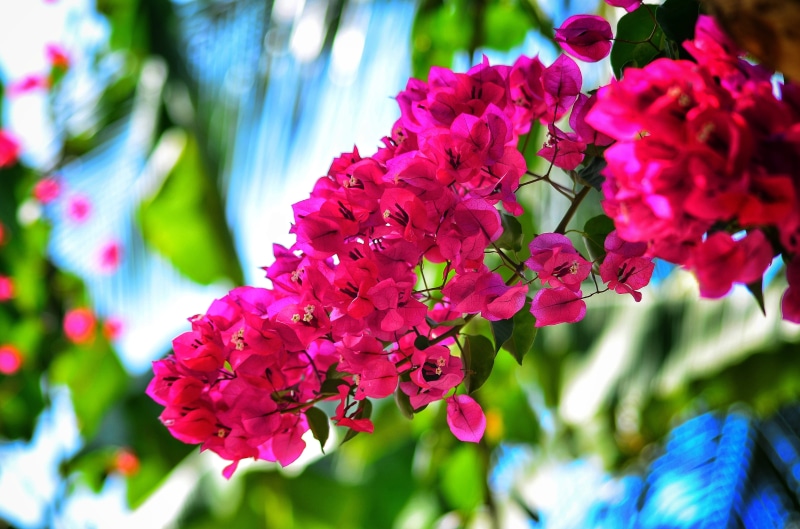 blossom, outdoors, day, spring, lilac, plant, flower head, freshness, natural, landscape, close-up, nature, bunch of flowers, 4K, flowering plant, fragility