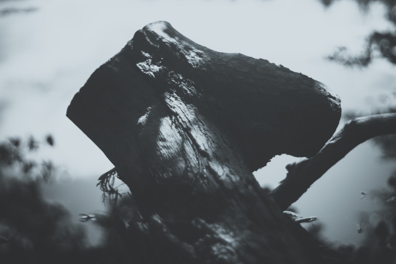 selective focus, bw, outdoors, nature, lifestyles, 5K, animal, tree, textured, leisure activity, plant, sky, low angle view, close-up, minimalist, statue