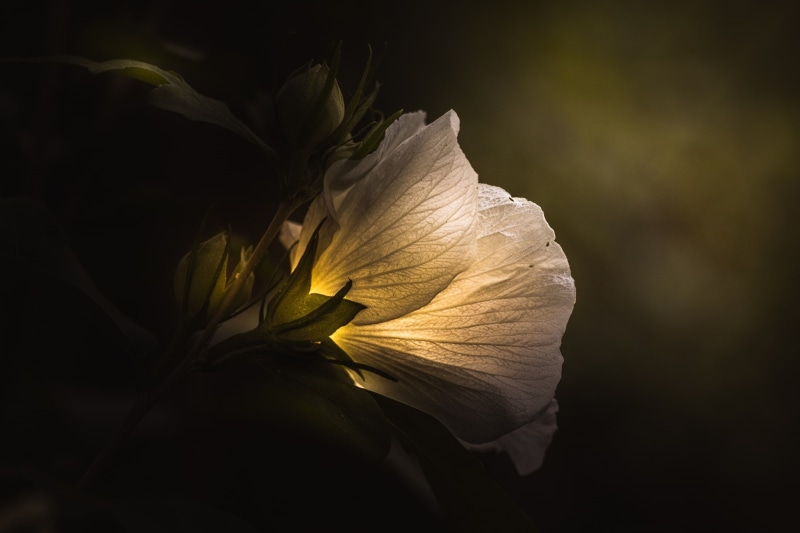 flower, light, Paul Barson, macro, art, petal, white, green, floral, 1080P, dark, flora, fineart, rose