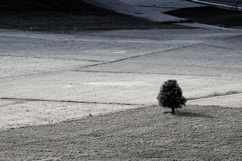 black and white, burmese white, land, plant, no people, rural scene, 2K, environment, road, agriculture, high angle view, growth, day, shanstate, tranquility