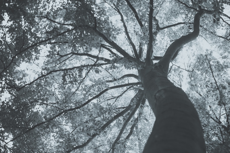 bw, low angle view, beauty in nature, real people, outdoors, forest, tranquility, branch, personal perspective, growth, plant, fineart, human hand, one person