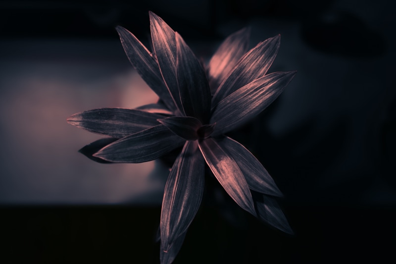 focus on foreground, flower head, flower, no people, flowering plant, studio shot, vulnerability, petal, indoors, fragility, home, inflorescence, black background