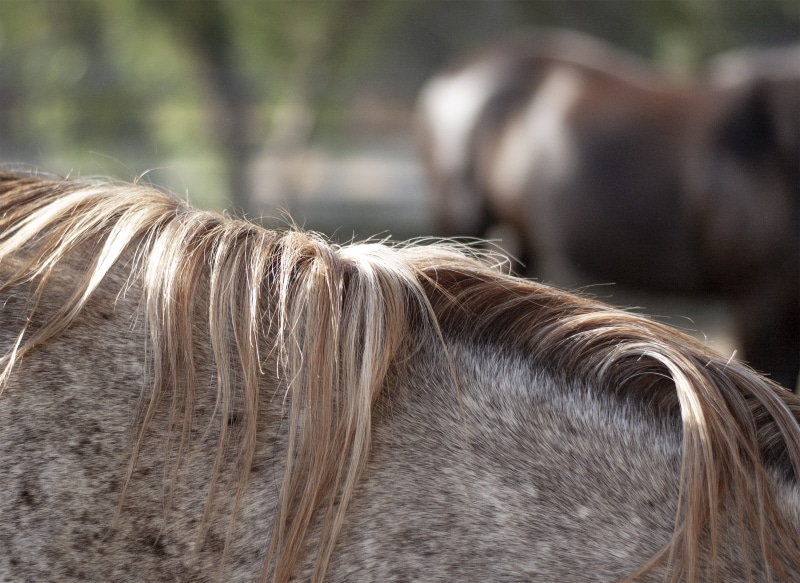 one animal, outdoors, domestic animals, 2K, nikon, animal, livestock, barnyard, animals in the wild, working animal, animal themes, paddock, portrait