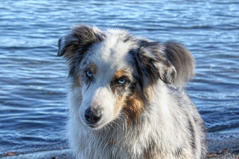 eyes, pets, outdoors, soul, puppy, photo, 1080P, shepherd, water  dog, canine, mammal, blue, australian, sheepdog, body of water, dog, blue merle, body