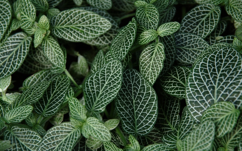 1080P, leaves, outdoors, Nature, plant part, nerve, natural pattern, beauty in nature, food, growth, day, freshness, green color, botany, food and drink