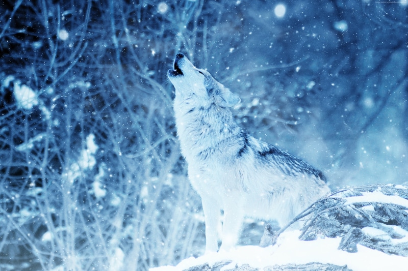 wolf, 2K, winter, snow, 4K