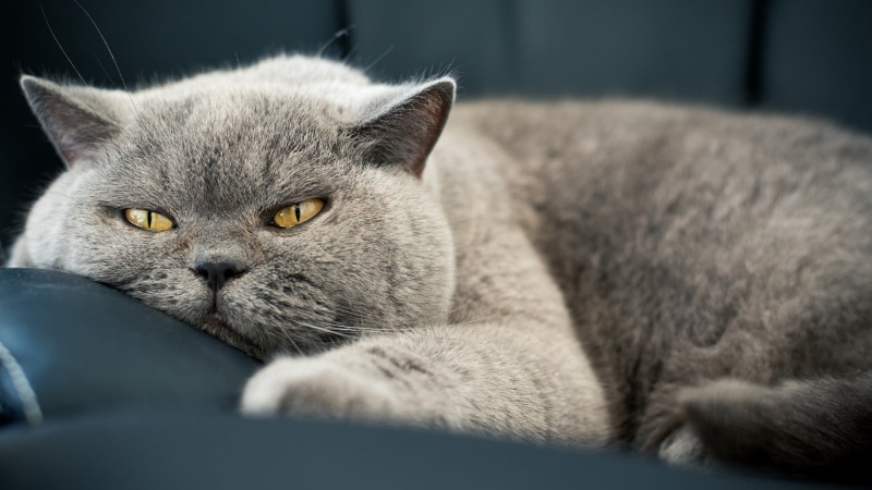 domestic cat, no people, animals, 1080P, fur, pets, whisker, short, yellow eyes, lazy, resting, domestic animals, gray, animal eye, domestic, one animal