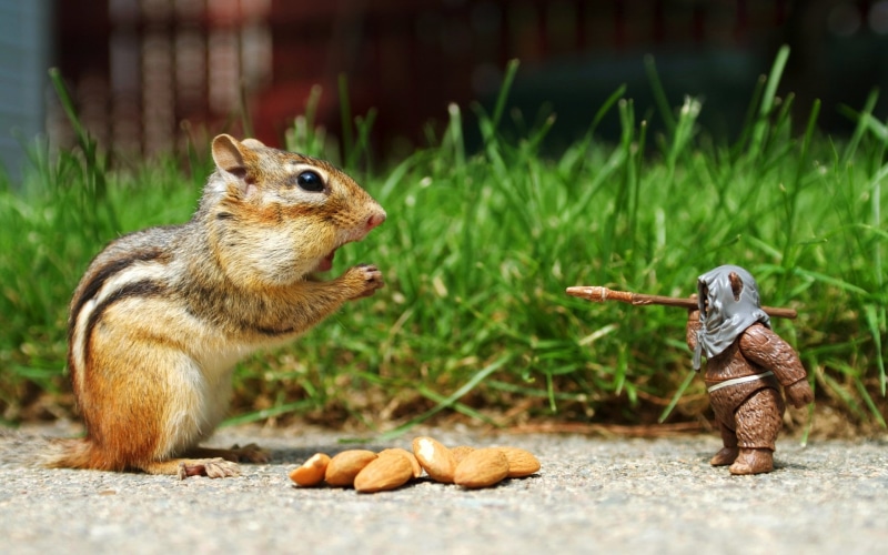 outdoors, cute, nature, focus on foreground, close-up, Star Wars, grass, brown, eating, looking, green Color, plant, animal themes, animal wildlife, rodent